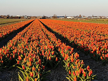 Eerste tulpenvelden gespot!