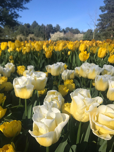 10 jaar Bloemenradar
